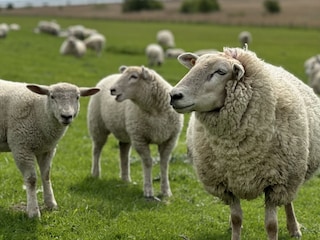 Holiday house Nordstrand Environment 29