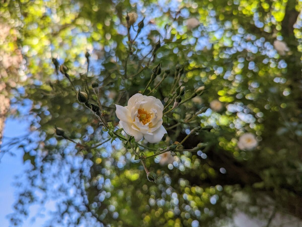 Naturgarten mit Kletterrosen