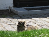 Familienhund "Tina"