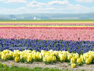 Casa per le vacanze Julianadorp Ambiente 28