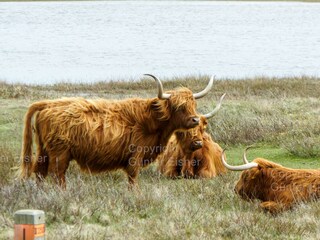 Casa per le vacanze Julianadorp Ambiente 29