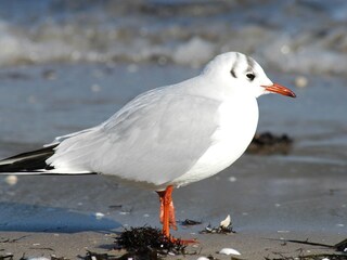 Am Strand ...