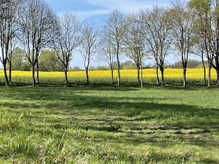 Rapsfeld