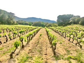Casa per le vacanze Le Plan-de-la-Tour Ambiente 51
