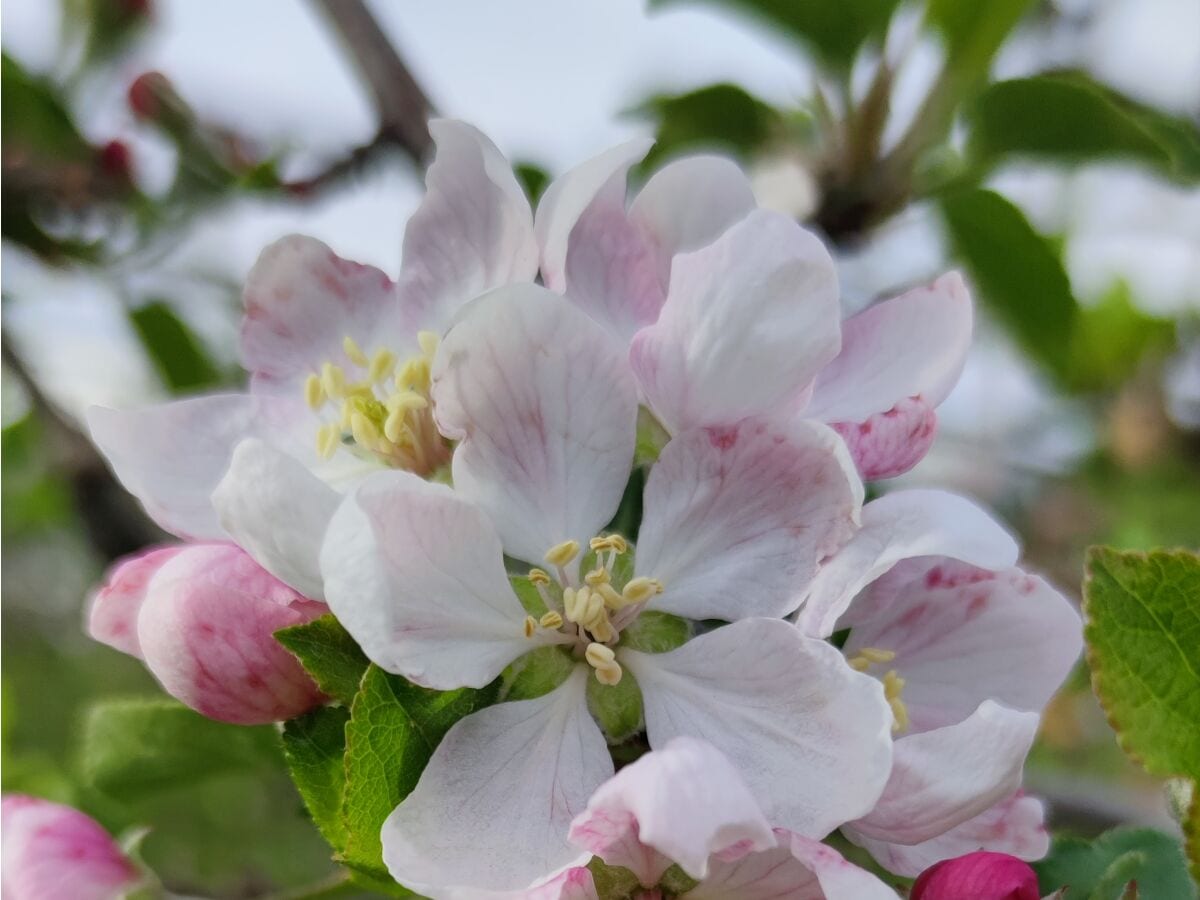 Im Frühjahr ist die Blühtenpracht wunder schön anzusehe