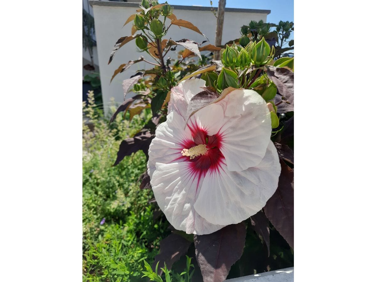 Unser Hibiskus in voller Pracht