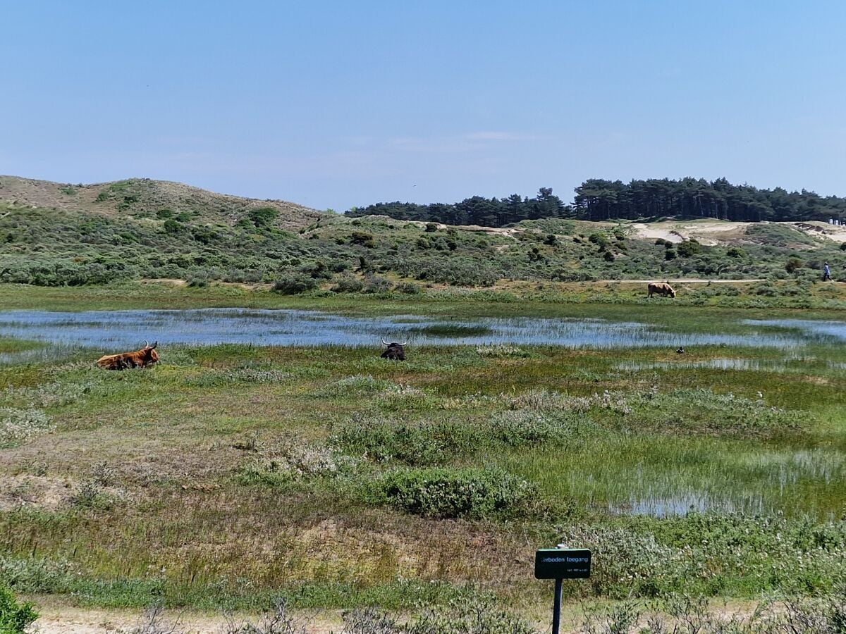 Kennemerduinen