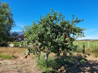Eigene Obsternte