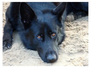 Unendliche Spaziergänge für Hunde ab Hof