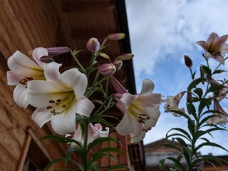 Ferienwohnung Bad Hindelang Außenaufnahme 5