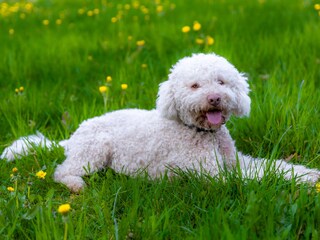 Bungalow Glowe Registrazione all'aperto 10