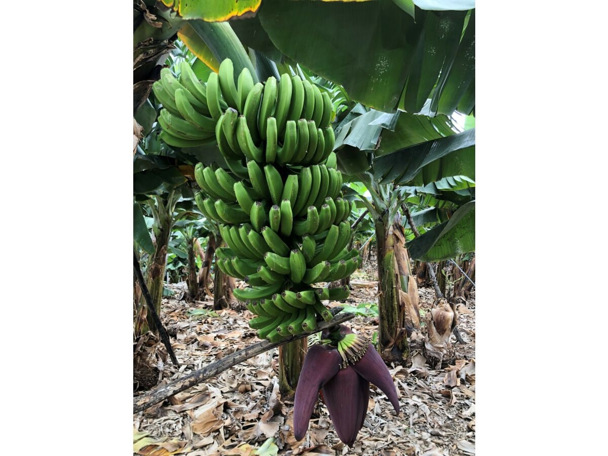 Platanos