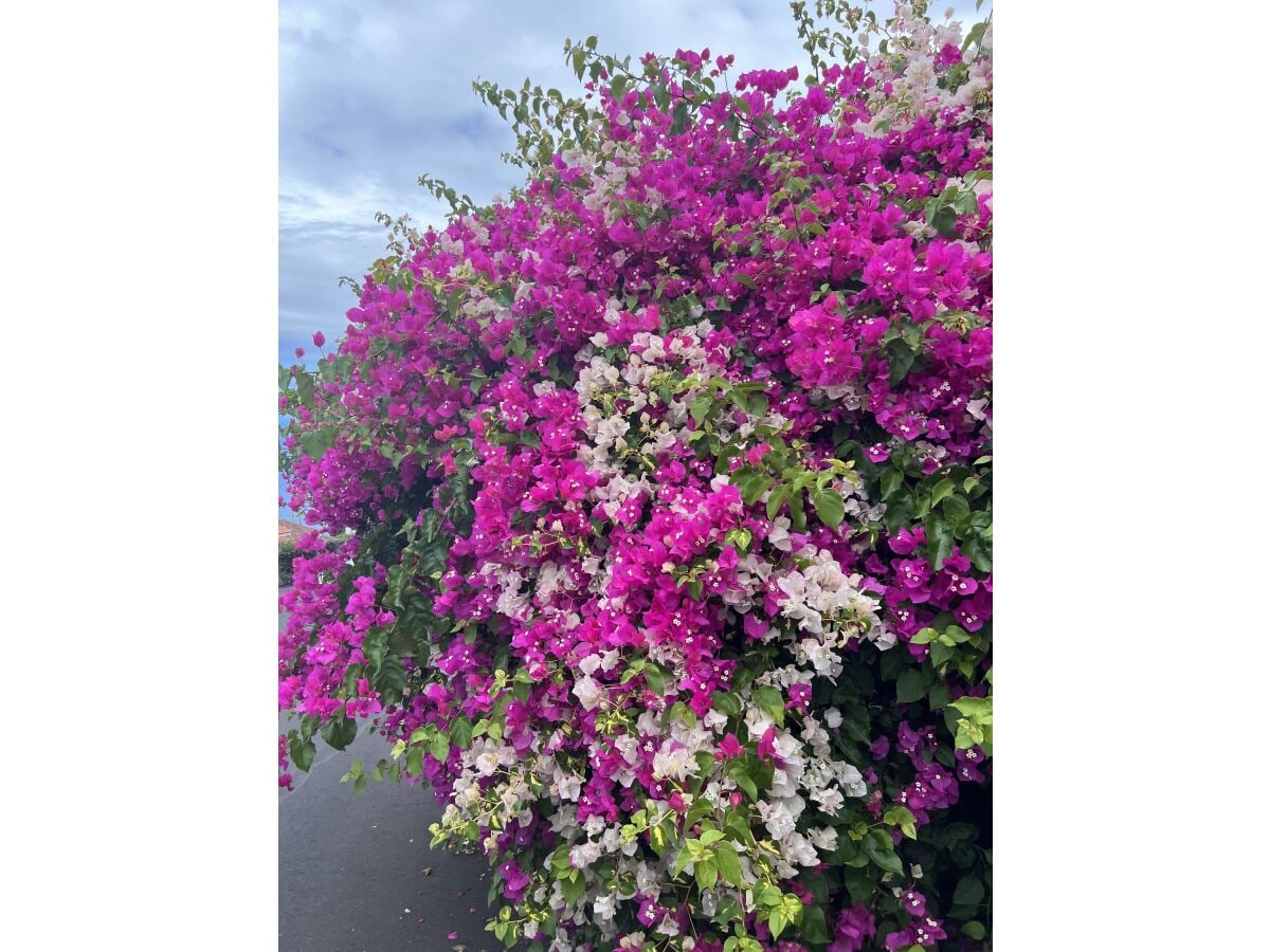 Bougainville