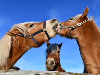 Appartamento per vacanze Schwangau Registrazione all'aperto 4