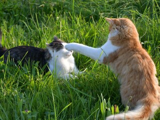 Appartamento per vacanze Schwangau Registrazione all'aperto 7