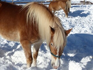 Appartamento per vacanze Schwangau Registrazione all'aperto 9