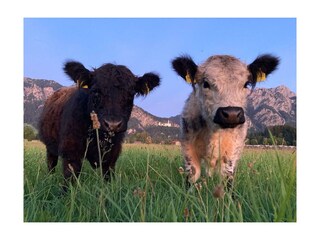 Appartamento per vacanze Schwangau Registrazione all'aperto 15