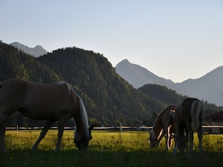 Ferienwohnung Schwangau Außenaufnahme 18