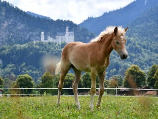 Vakantieappartement Schwangau Buitenaudio-opname 20