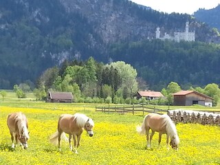Appartamento per vacanze Schwangau Registrazione all'aperto 25