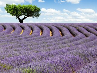 Villa Ménerbes Ambiente 39