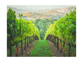 Villa Ménerbes Ambiente 40