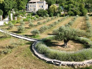 Our Olive grove with mothertree