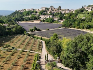 Our Olivegrove, lavenderfields and Menerbes