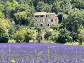 Our neighbor's lavenderfield, best view ever !