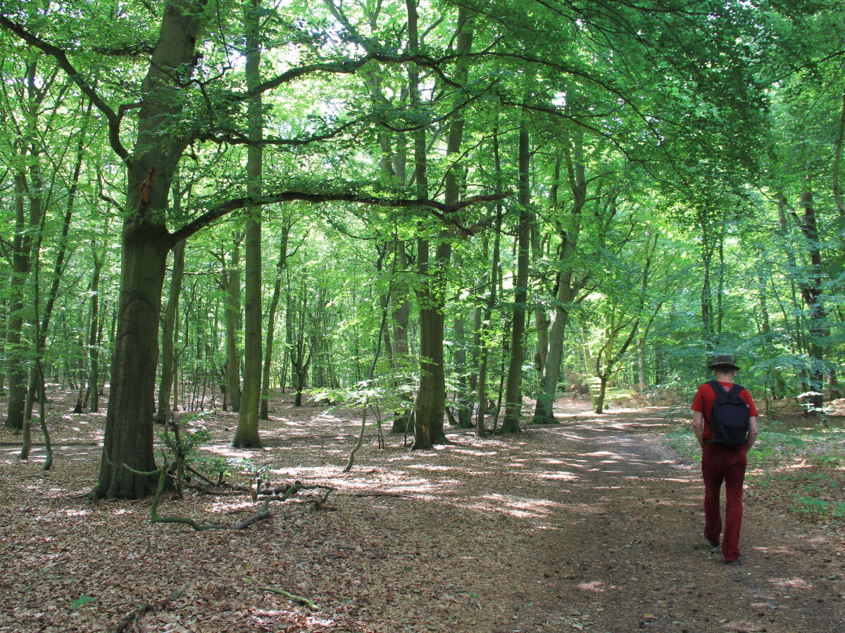 Wanderweg im Buchenwald