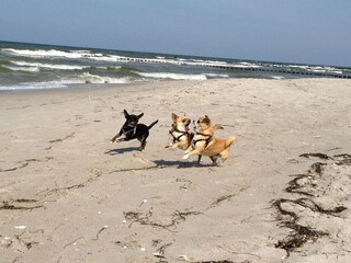 Hunde am Weststrand