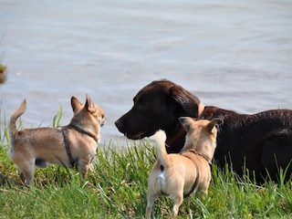 Hundeurlaub auf dem Wassergrundstück