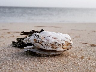 Muschel am Strand