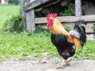 Bauernhof Gsies Außenaufnahme 6