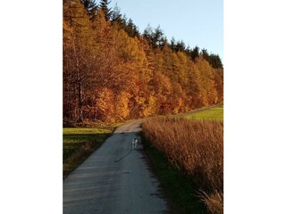 Herbst im Osburger Hochwald