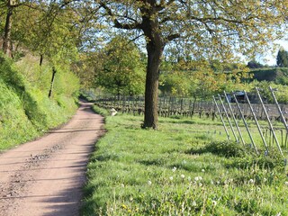 Appartamento per vacanze Eichstetten Ambiente 16