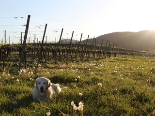 Appartamento per vacanze Eichstetten Ambiente 17