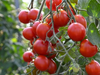 Appartamento per vacanze Eichstetten Ambiente 18