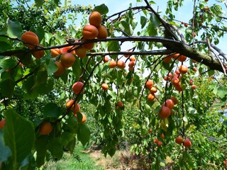 Appartamento per vacanze Eichstetten Ambiente 19