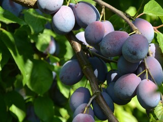 Appartamento per vacanze Eichstetten Ambiente 20