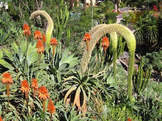 Blick auf die Blumenvielfalt der Finca