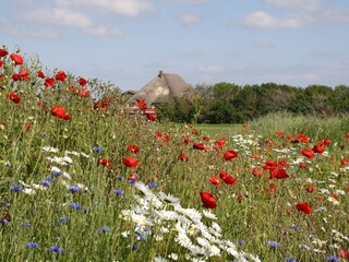 Villa Callantsoog Omgeving 25
