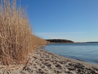 Sandstrand am Saaler Bodden