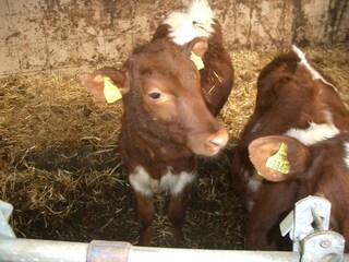 Appartamento per vacanze Mittersill Ambiente 15