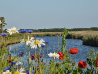 Vakantiehuis De Cocksdorp Omgeving 29