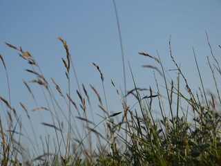 Vakantiehuis De Cocksdorp Omgeving 27