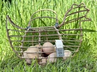 Frische Eier von unseren Huhnern