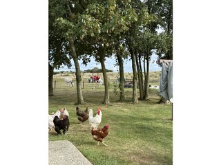 Vakantiehuis De Cocksdorp Buitenaudio-opname 2