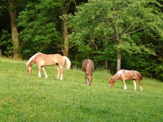 Cindy, Jurek und Heidi