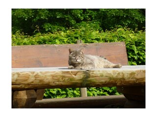 Katze in der Mittagssonne